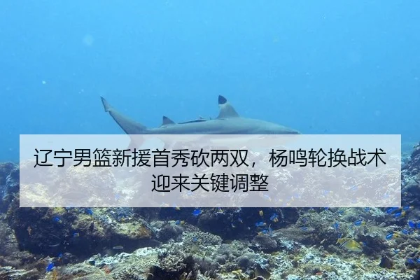 辽宁男篮新援首秀砍两双，杨鸣轮换战术迎来关键调整